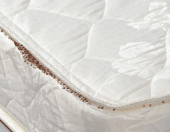 bed-bugs-on-mattress-Parsippany